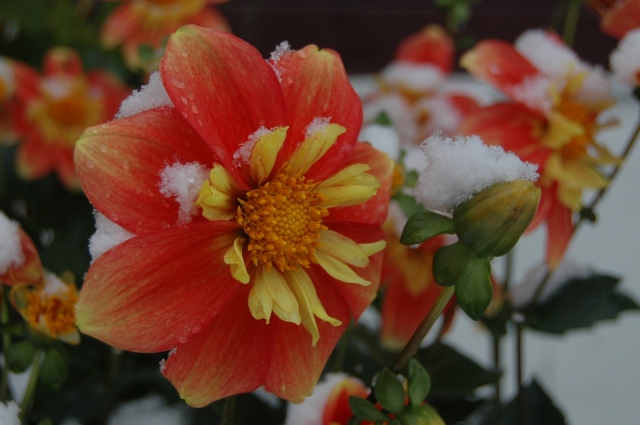 Flower caught in the snow storm